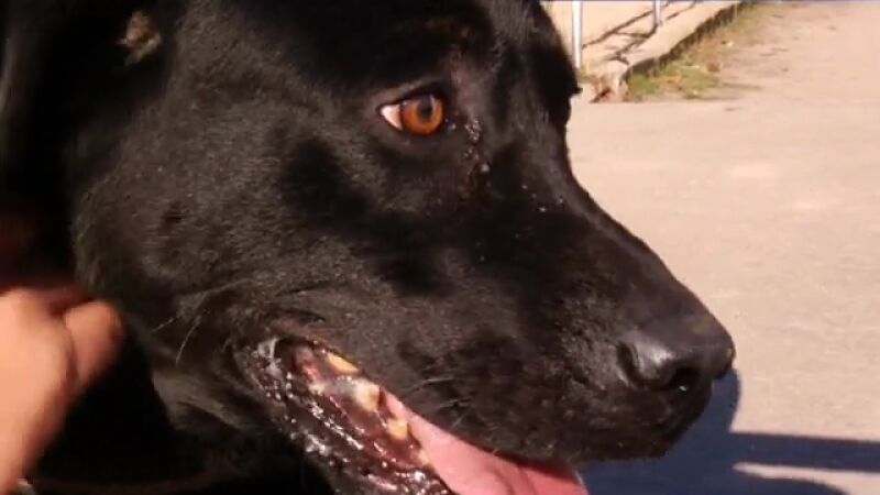 Un perro que huele el dinero