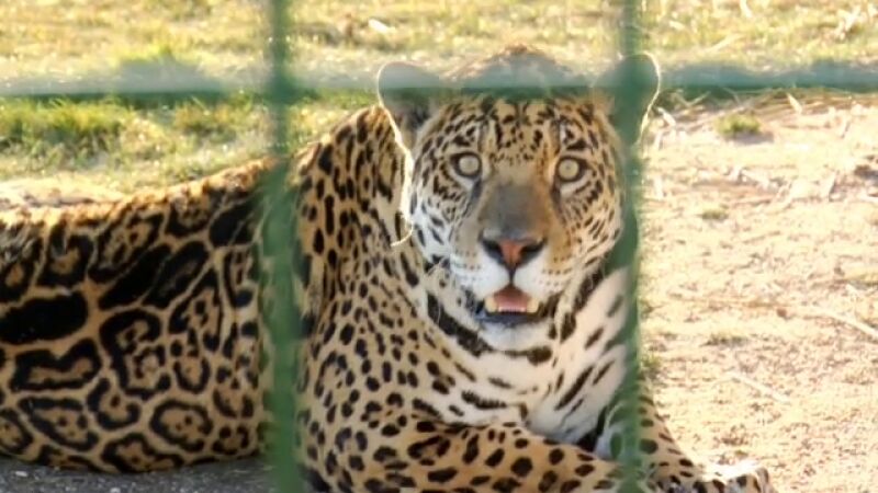 Un jaguar de mascota