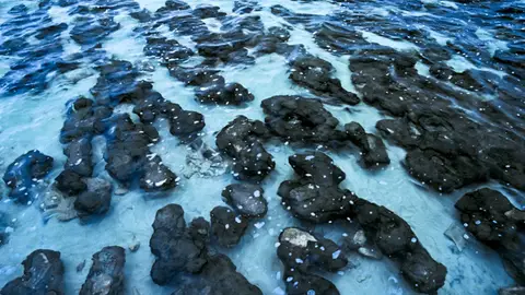 Algas azules Algas azules