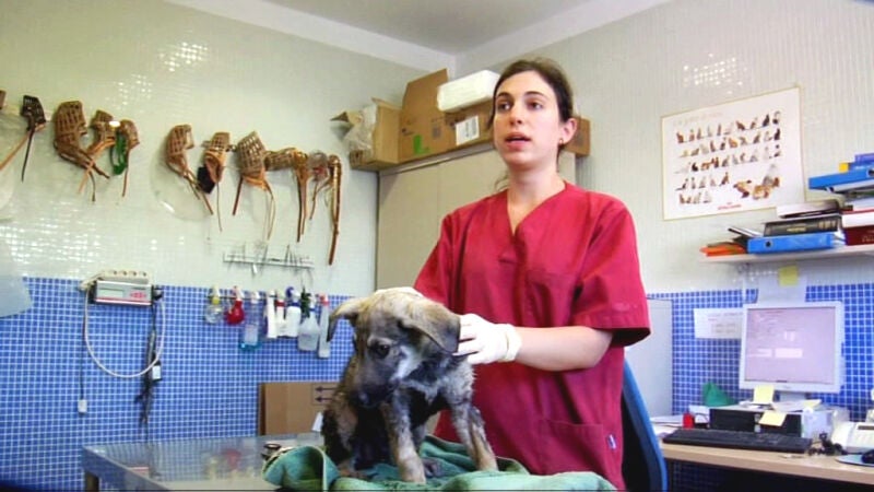 Recogida de perros peligrosos