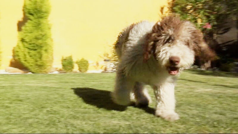 Adiestra a tu perro, pero sin castigos