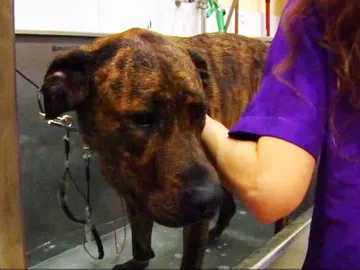 SPA para mascotas SPA para mascotas