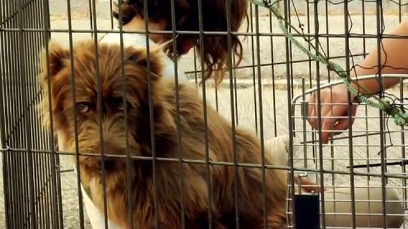 Rescatan a un perro abandonado