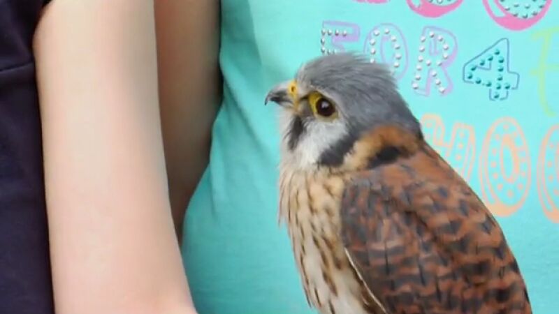 La cetrería, un arte medieval