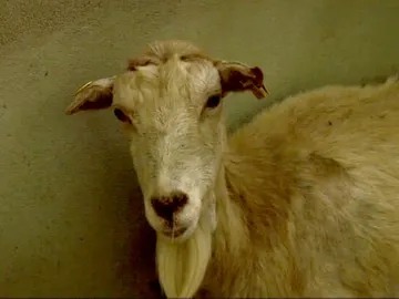 Un santuario para animales de granja Un santuario para animales de granja