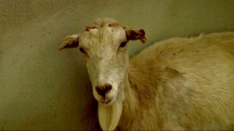 Un santuario para animales de granja