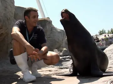 León marino entrenado para salvamento León marino entrenado para salvamento