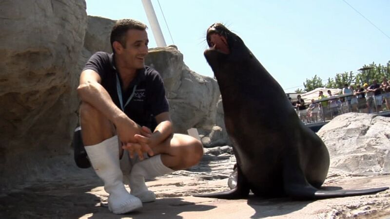 León marino entrenado para salvamento
