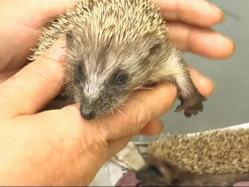 Un hospital para animales silvestres Un hospital para animales silvestres