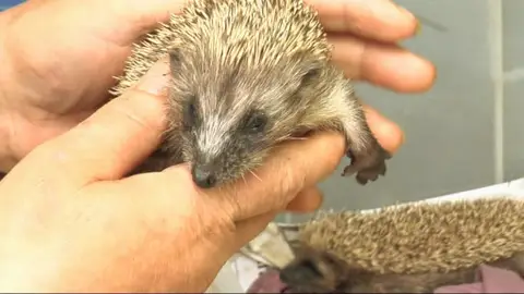 Un hospital para animales silvestres Un hospital para animales silvestres