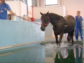 Visitamos un hospital ecuestre. Visitamos un hospital ecuestre.