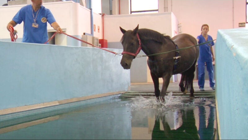 Visitamos un hospital ecuestre