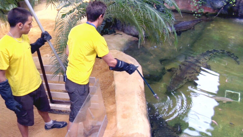 Entrenamiento de cocodrilos