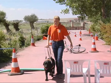 Adiestramiento de perros guía  Adiestramiento de perros guía