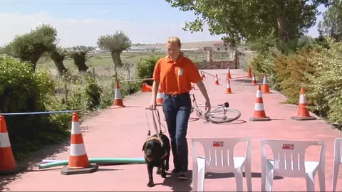 Adiestramiento de perros guía Adiestramiento de perros guía