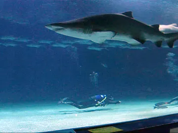 ¡Nadamos con tiburones! ¡Nadamos con tiburones!