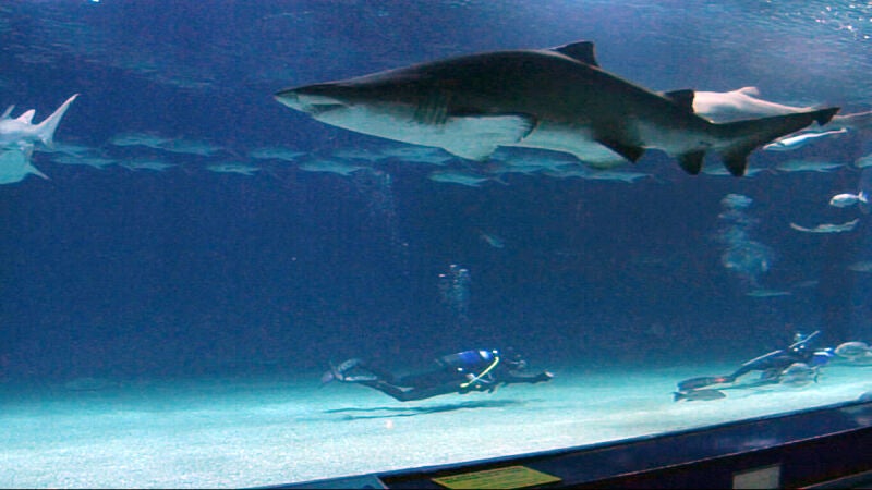 ¡Nadamos entre tiburones!