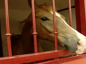 Twistter, el caballo miedica Twistter, el caballo miedica