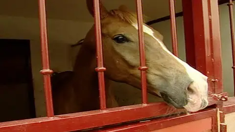 Twistter, el caballo miedica Twistter, el caballo miedica