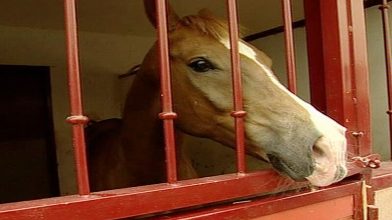 Twistter, el caballo miedica