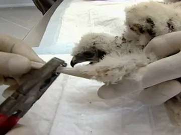 aguilucho cenizo aguilucho cenizo