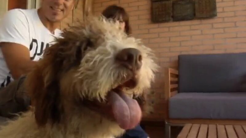 Frodo es hiperactivo