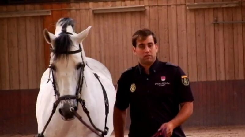 Los caballos policías