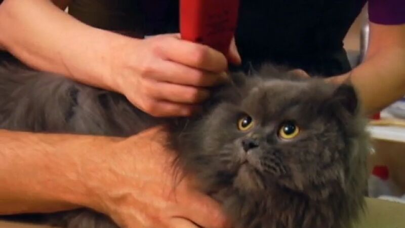 Frodo visita la peluquería