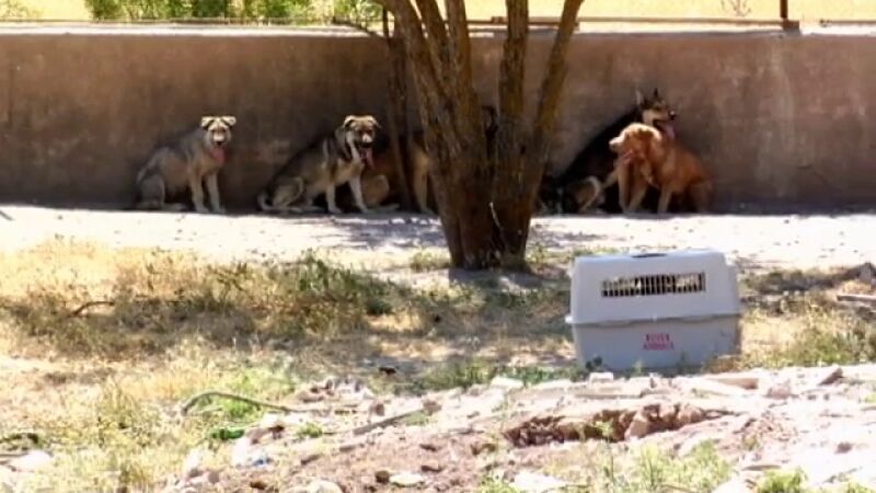 Rescate de quince perros