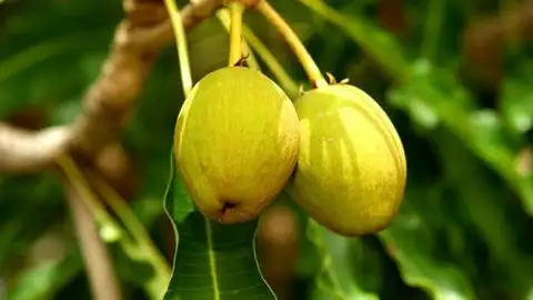 Nueces de Karité Nueces de Karité