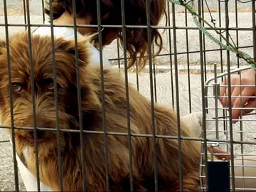 Mascoteros al recate Mascoteros al recate