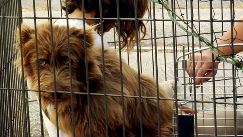 Mascoteros se va de rescate