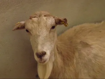 'Santuario' de animales de granja 'Santuario' de animales de granja