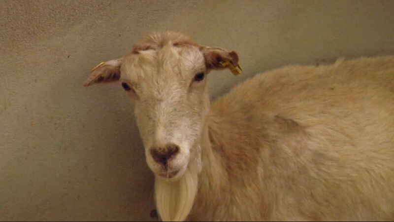 'Santuario' de animales de granja