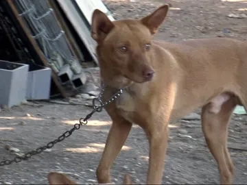 Perro de caza Perro de caza