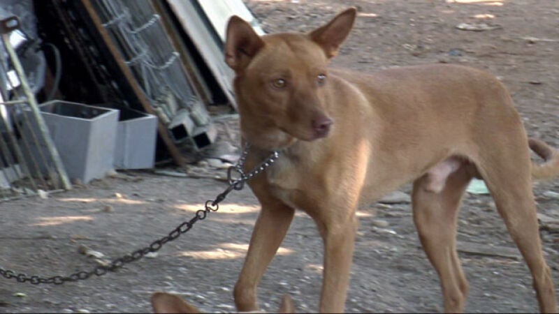 Una llamada anónima puede salvar la vida de estos perros de caza