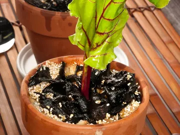 Cuajada de maíz y hongos Cuajada de maíz y hongos