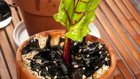 Cuajada de maíz y hongos Cuajada de maíz y hongos