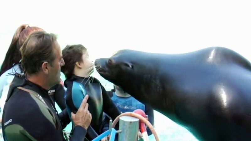 Leones marinos terapeutas