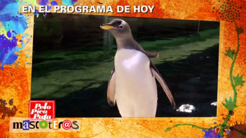 Un pingüino muy especial