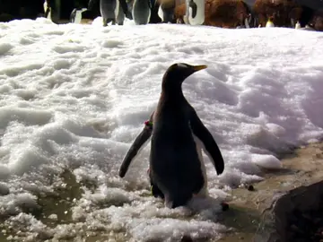 Pingüino Mascoteros Pingüino Mascoteros