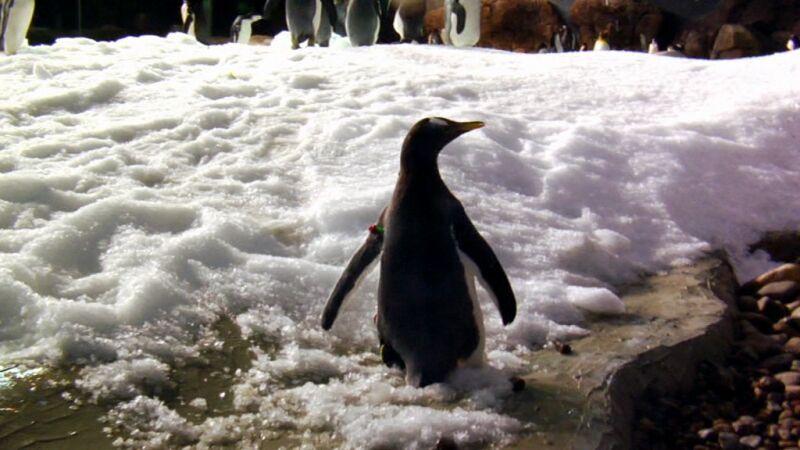 El auténtico Happy Feet