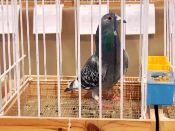 Paloma Mascoteros Paloma Mascoteros