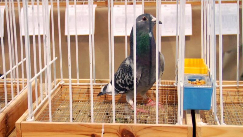 Palomas Mascoteros Programa 4