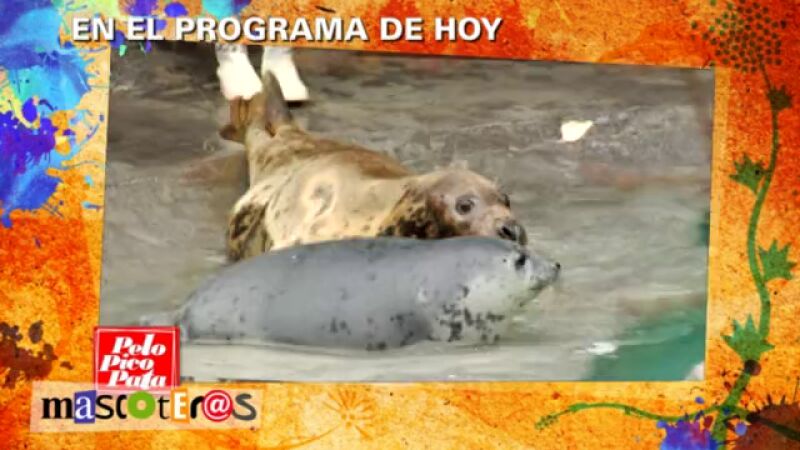 Asistiremos al primer nado de una foca bebé