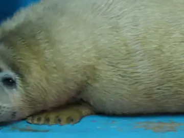 Foca bebé Foca bebé