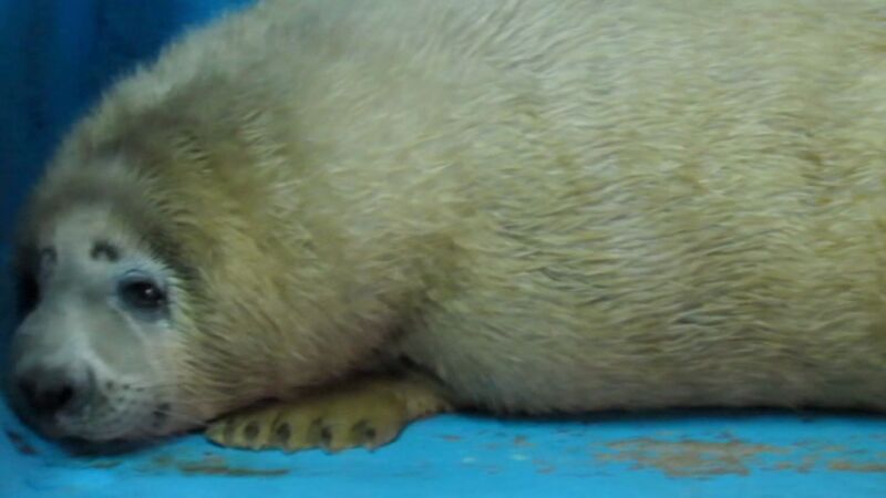 El primer nado de Cuba, la foca bebé
