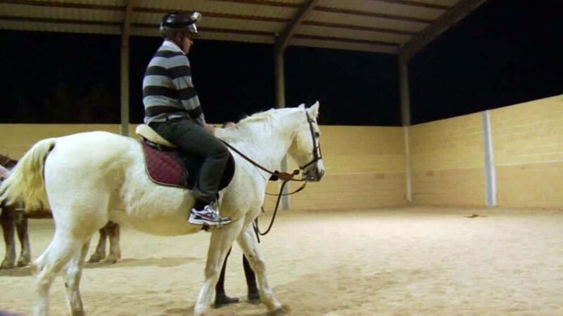 Caballos guía para ciegos