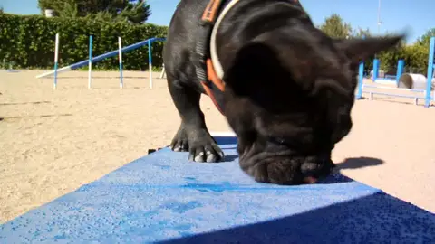 Perros en forma Perros en forma