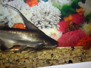 Un tiburón como mascota Un tiburón como mascota